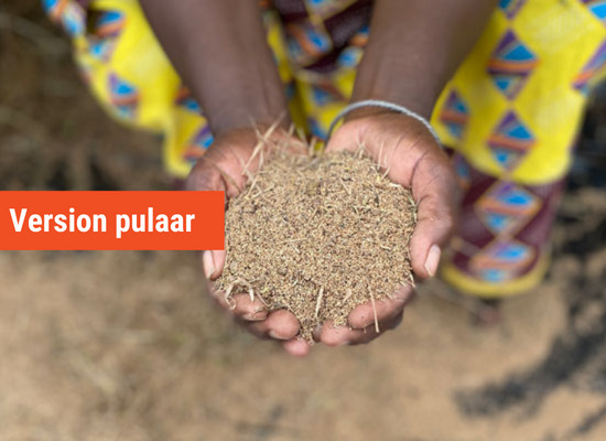 Culture du fonio – pulaar
