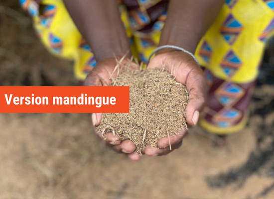 Culture du fonio – mandingue