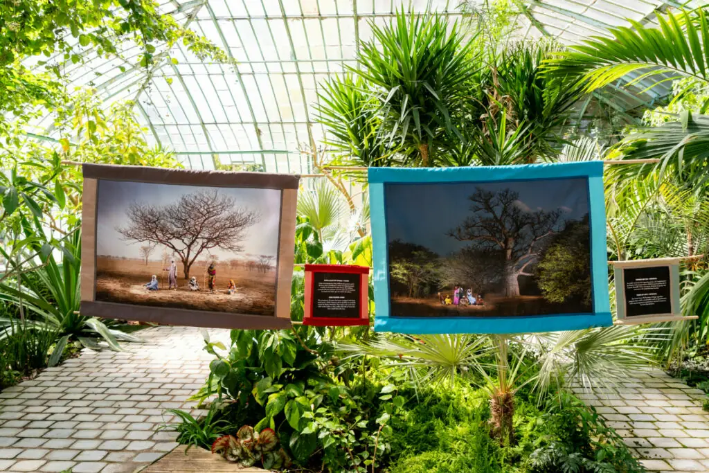  « Arbres de Vie » : une exposition pour découvrir les arbres sahéliens qui restaurent les terres et font vivre les territoires