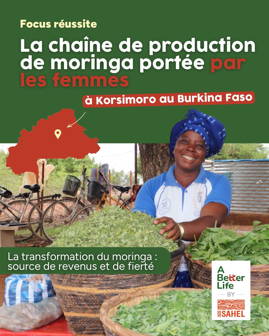 Le moringa, cultivé et transformé par les femmes 🌿