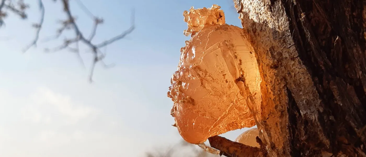 En ce 17 juin, Journée mondiale de lutte contre la désertification, l'UNCCD met en lumière une filière qui incarne notre conviction : les ressources du Sahel sont des solutions.